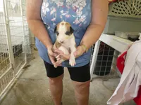 Susie, a female Greyhound for sale in Olpe, KS – 4 of 6