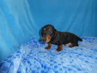 Max, a male Miniature Dachshund for sale in Olpe, KS – 1 of 6