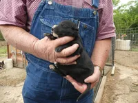 Liz, a female Greyhound for sale in Olpe, KS – 6 of 7