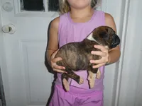 ACE, a male Boxer for sale in Olpe, KS – 6 of 7