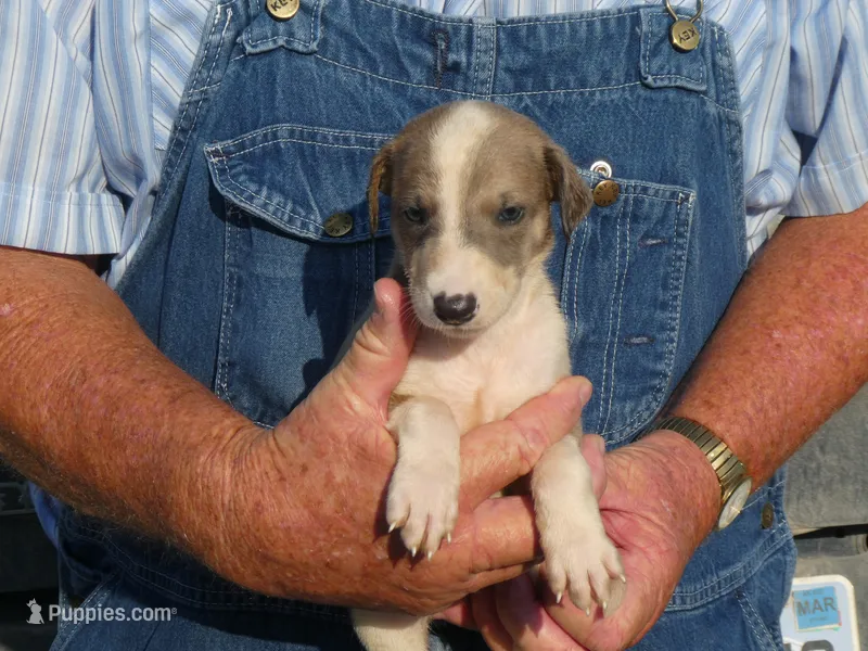 SALLY – Greyhound puppy for sale in Olpe, KS