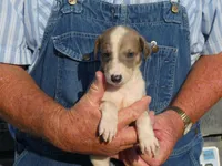 SALLY, a female Greyhound for sale in Olpe, KS – 1 of 8