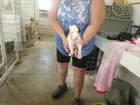 JAZZY, a female Greyhound for sale in Olpe, KS – 6 of 6