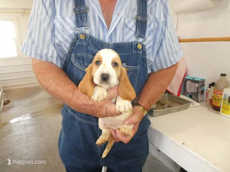ACE – Basset Hound puppy for sale in Olpe, KS