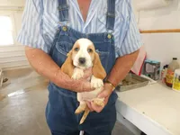 ACE, a male Basset Hound for sale in Olpe, KS – 1 of 4