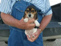 ACE, a male Beagle for sale in Olpe, KS – 2 of 6