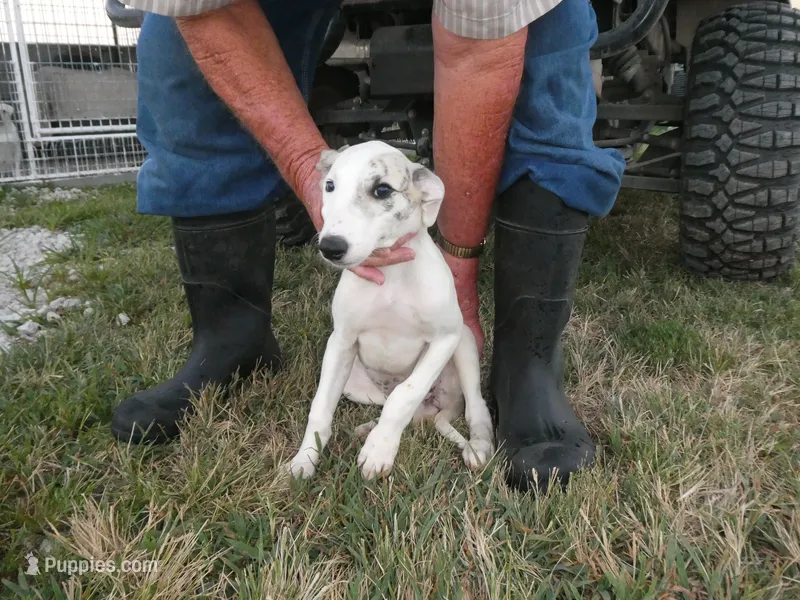MIA – Greyhound puppy for sale in Olpe, KS