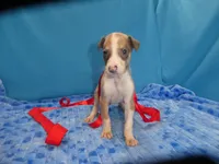 Rosie, a female Greyhound for sale in Olpe, KS – 3 of 6
