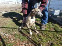 Skipper, a female Greyhound for sale in Olpe, KS – Photo 4 of 4