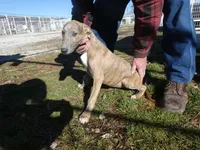 Skipper, a female Greyhound for sale in Olpe, KS – Photo 1 of 4