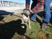 Skipper, a female Greyhound for sale in Olpe, KS – Photo 3 of 4