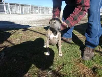 Skipper, a female Greyhound for sale in Olpe, KS – Photo 2 of 4