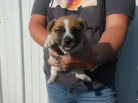 Harty, a male Jack Russell Terrier for sale in Olpe, KS – 2 of 5