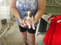 SALLY, a female Greyhound for sale in Olpe, KS – 2 of 5
