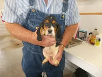 Sally, a female Basset Hound for sale in Olpe, KS – 3 of 5