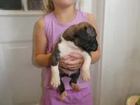 ACE, a male Boxer for sale in Olpe, KS – 7 of 7