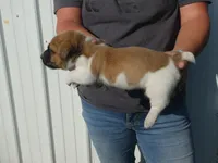 Harty, a male Jack Russell Terrier for sale in Olpe, KS – 5 of 5