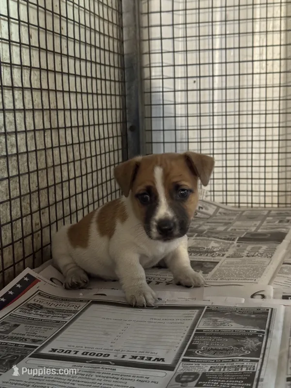 Harty – Jack Russell Terrier puppy for sale in Olpe, KS