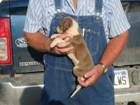SALLY, a female Greyhound for sale in Olpe, KS – 4 of 8