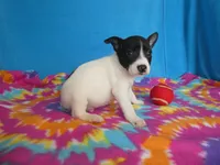 Indy, a male Rat Terrier for sale in Olpe, KS – 5 of 5
