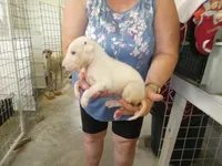 Sammy, a male Greyhound for sale in Olpe, KS – 5 of 5