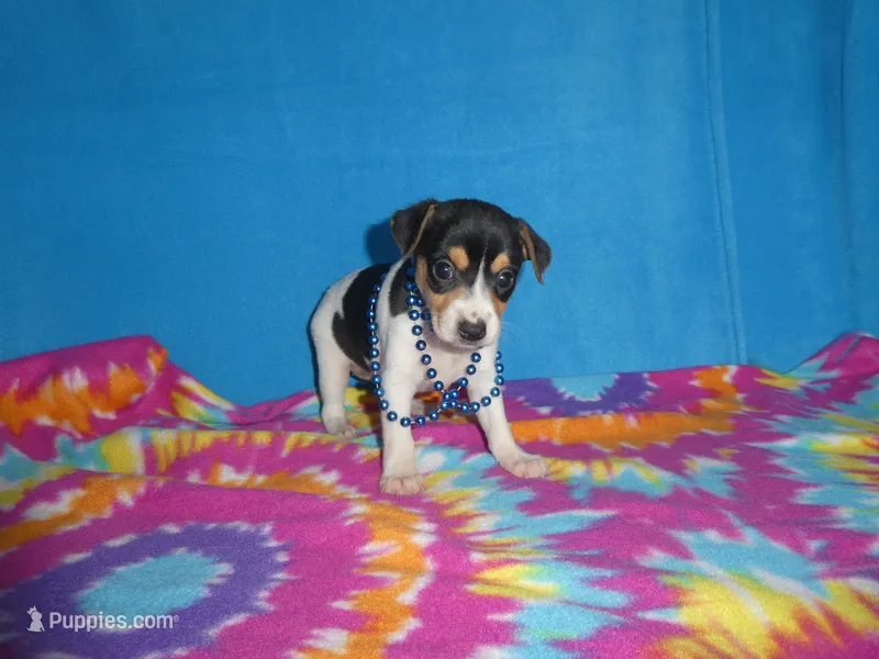 Mitzee – Rat Terrier puppy for sale in Olpe, KS