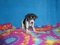 Mitzee, a male Rat Terrier for sale in Olpe, KS – 1 of 6