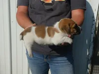 Harty, a male Jack Russell Terrier for sale in Olpe, KS – 4 of 5