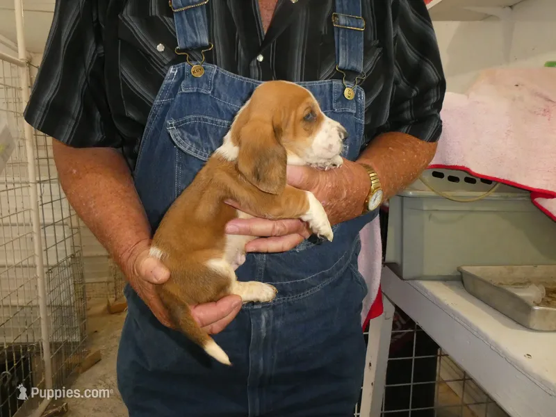 Max – Basset Hound puppy for sale in Olpe, KS
