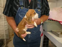 Max, a male Basset Hound for sale in Olpe, KS – 1 of 5