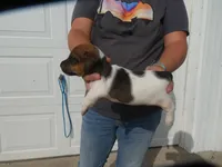 Jasper, a male Jack Russell Terrier for sale in Olpe, KS – 3 of 5