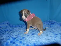 MIA, a female Greyhound for sale in Olpe, KS – 6 of 7
