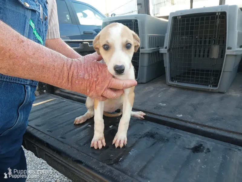 Rosie – Greyhound puppy for sale in Olpe, KS