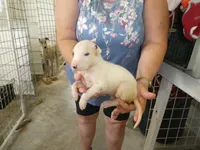 Sammy, a male Greyhound for sale in Olpe, KS – 3 of 5