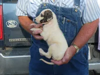 JAZZY, a female Greyhound for sale in Olpe, KS – 2 of 9