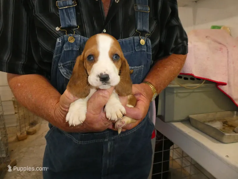 Esther – Basset Hound puppy for sale in Olpe, KS
