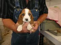 Esther, a male Basset Hound for sale in Olpe, KS – 1 of 4