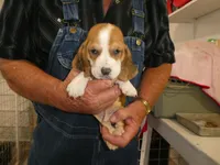 Sam , a male Basset Hound for sale in Olpe, KS – 3 of 5