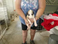 SARA, a female Greyhound for sale in Olpe, KS – 5 of 5