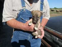 Toot, a female Greyhound for sale in Olpe, KS – 2 of 9