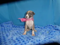 MIA, a female Greyhound for sale in Olpe, KS – 3 of 7