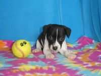Gizmo, a male Rat Terrier for sale in Olpe, KS – 3 of 5