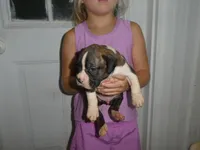 ACE, a male Boxer for sale in Olpe, KS – 2 of 7
