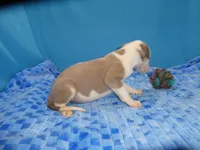 Doc, a male Greyhound for sale in Olpe, KS – 4 of 5