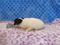 Chulo, a male Chihuahua for sale in Olpe, KS – Photo 4 of 6