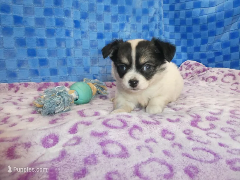 Chulo – Chihuahua puppy for sale in Olpe, KS