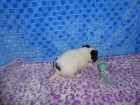 Chulo, a male Chihuahua for sale in Olpe, KS – Photo 6 of 6