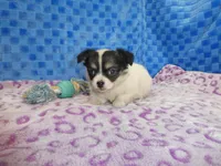 Chulo, a male Chihuahua for sale in Olpe, KS – Photo 2 of 6