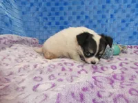 Chulo, a male Chihuahua for sale in Olpe, KS – Photo 5 of 6