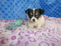 Chulo, a male Chihuahua for sale in Olpe, KS – Photo 3 of 6